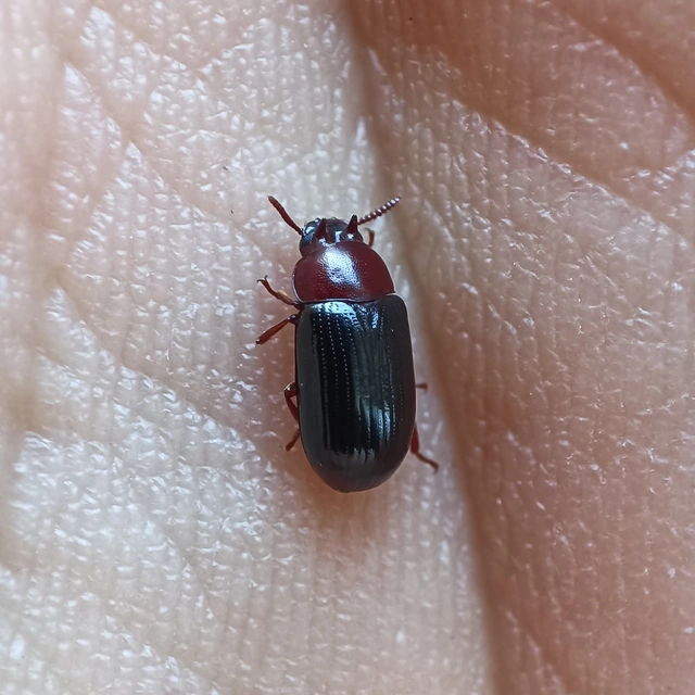 Neomida haemorrhoidalis