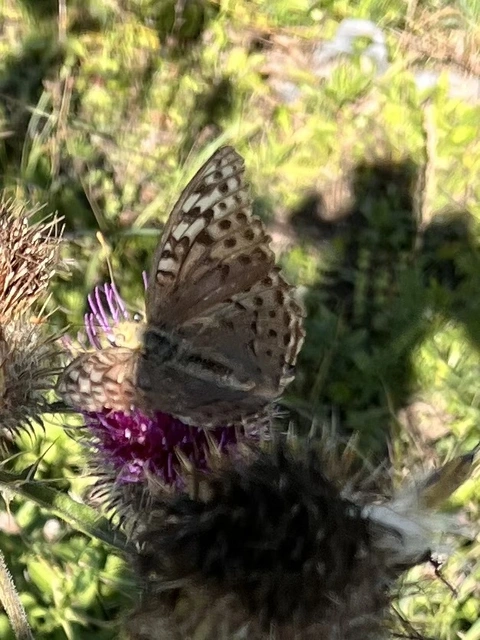 Argynnis paphia - nagy gyöngyházlepke