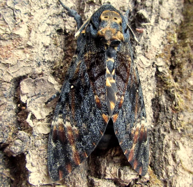 Acherontia atropos - halálfejes lepke