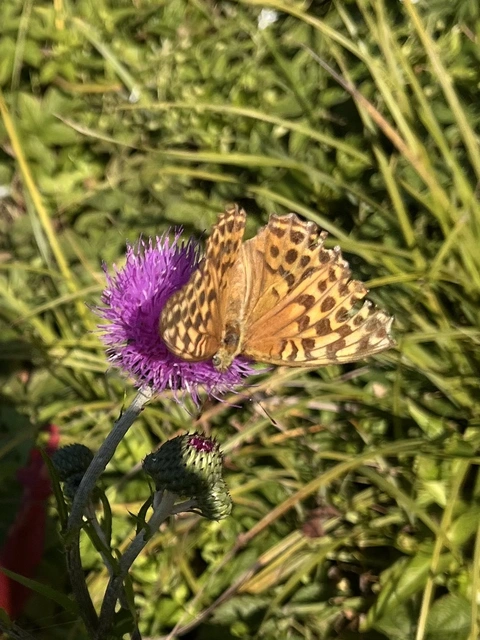 Argynnis paphia - nagy gyöngyházlepke