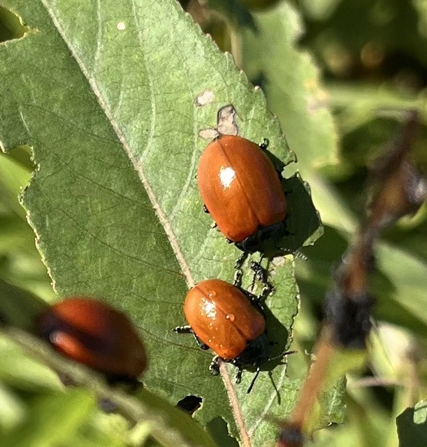 Chrysomela populi - nagy nyárlevelész