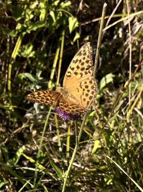 Argynnis paphia - nagy gyöngyházlepke
