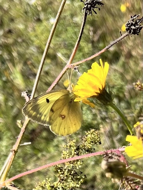 Colias alfacariensis - déli kéneslepke