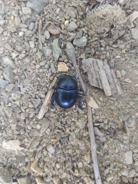 Trypocopris vernalis - tavaszi álganéjtúró