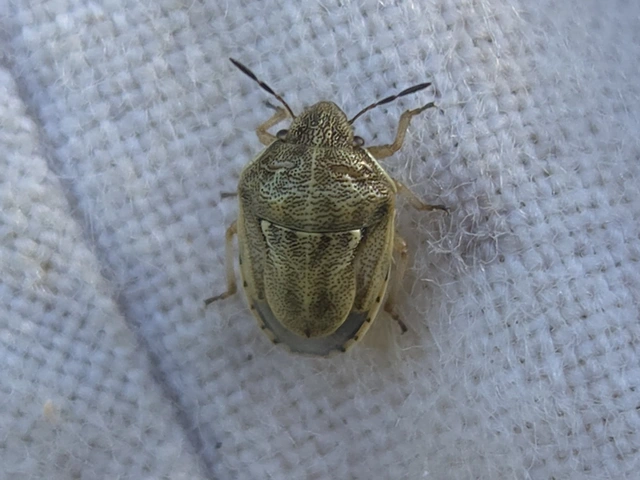 Neottiglossa leporina - sárgahasú címerespoloska Neottiglossa leporina - sárgahasú címerespoloska