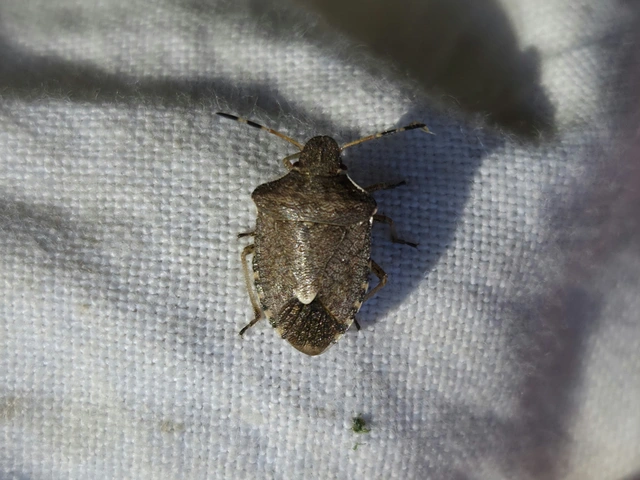 Peribalus strictus - tavaszi címerespoloska Peribalus strictus - tavaszi címerespoloska