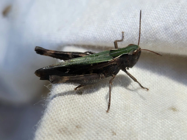 Chorthippus dorsatus - hátas rétisáska