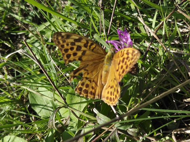 Argynnis paphia - nagy gyöngyházlepke