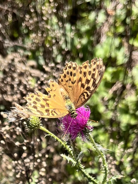 Argynnis paphia - nagy gyöngyházlepke