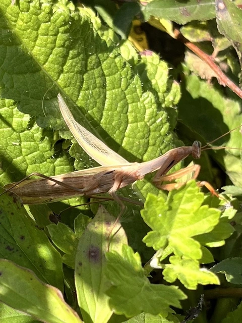 Mantodea - Fogólábúak