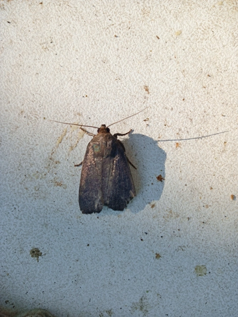 Amphipyra livida - zsírfényű bagoly