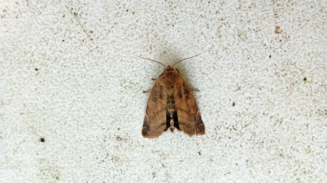 Cosmia affinis - barna lombbagoly