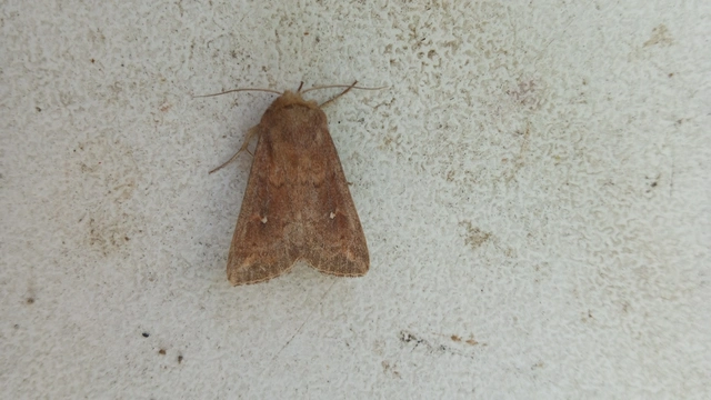Mythimna albipuncta - fehérpettyes rétibagoly