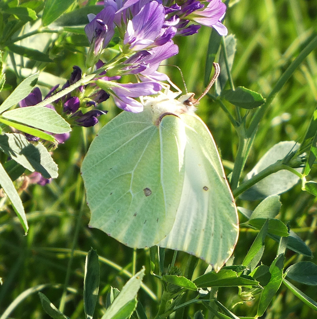 Gonepteryx rhamni - citromlepke