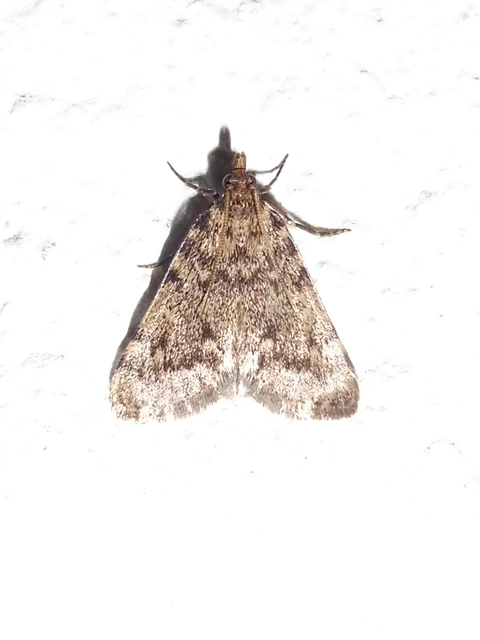 Aglossa pinguinalis - zsiradékmoly
