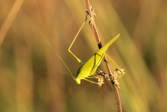 Phaneroptera nana - pontozott repülőszöcske