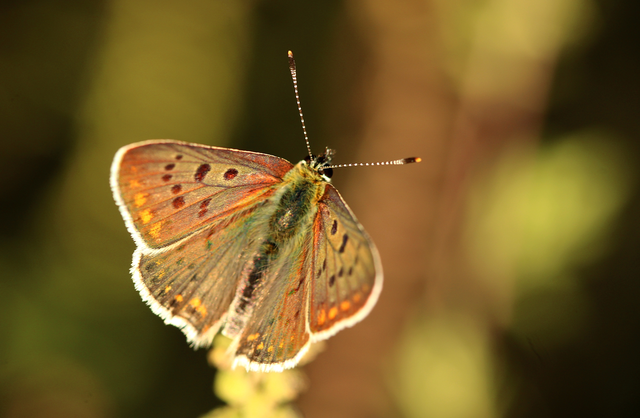 Lycaena tityrus - barna tűzlepke