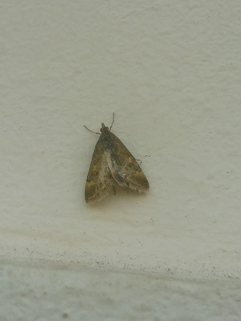 Pyrausta despicata - réti bíbormoly