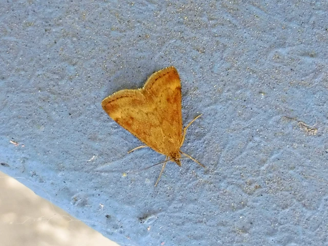 Pyrausta despicata - réti bíbormoly