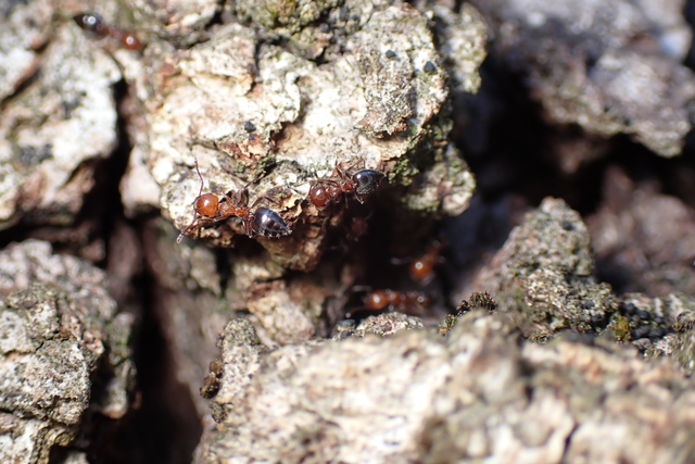 Crematogaster schmidti - vörös szívhangya