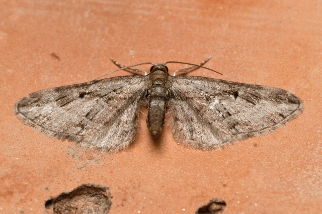 Eupithecia ericeata - feketefenyő-törpearaszoló