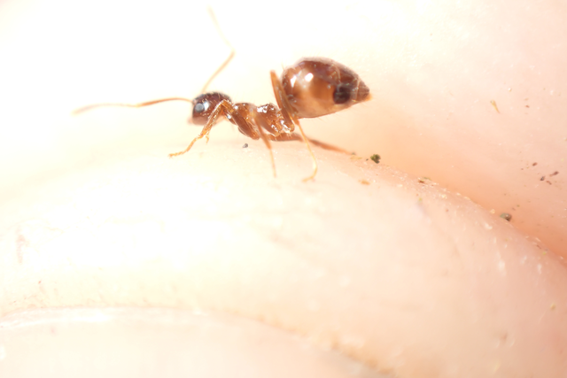 Prenolepis nitens - ragyogóhangya