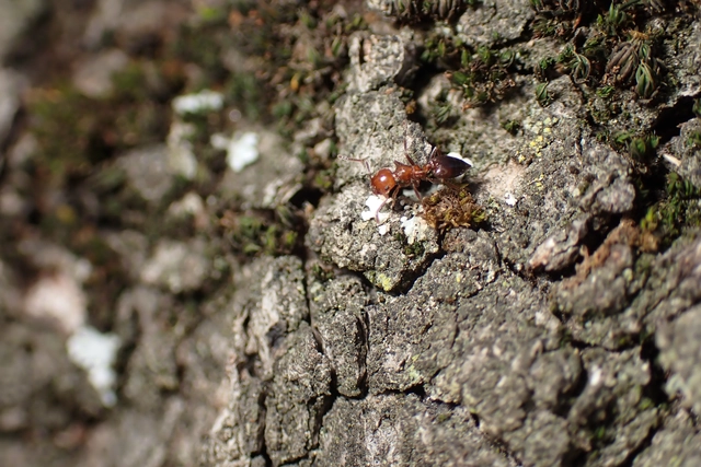 Crematogaster schmidti - vörös szívhangya