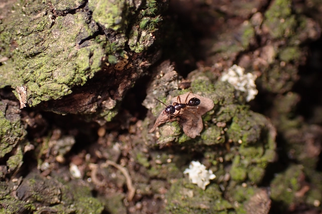 Camponotus fallax - ligeti lóhangya