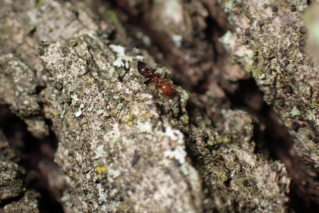 Crematogaster schmidti - vörös szívhangya