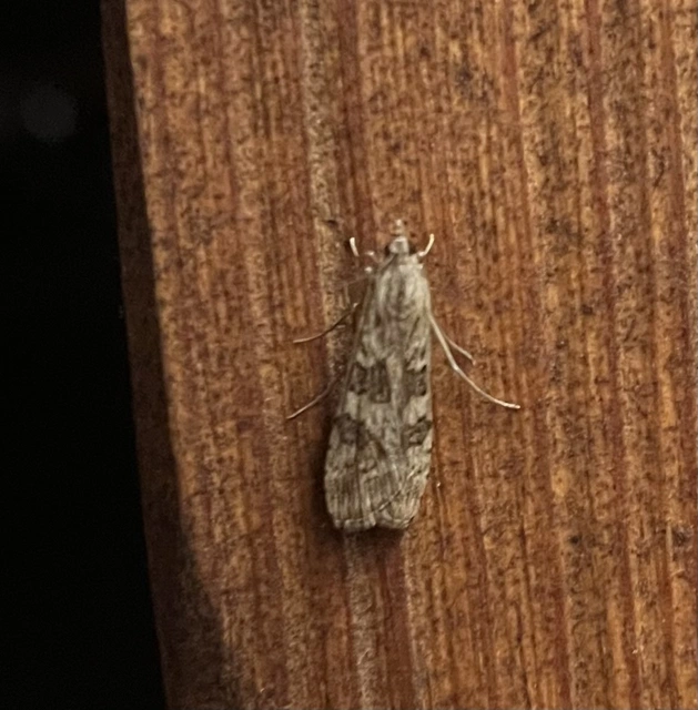 Nomophila noctuella - közönséges vándormoly