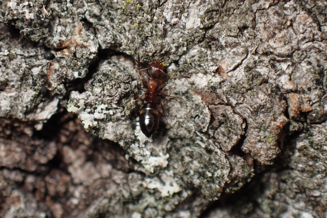 Colobopsis truncata - kapushangya