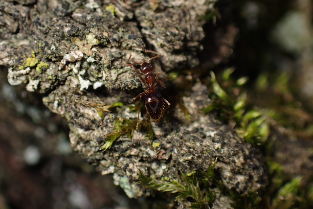 Prenolepis nitens - ragyogóhangya