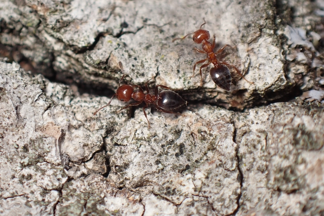 Crematogaster schmidti - vörös szívhangya