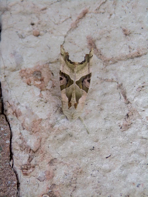 Phlogophora meticulosa - vándorló csipkésbagoly