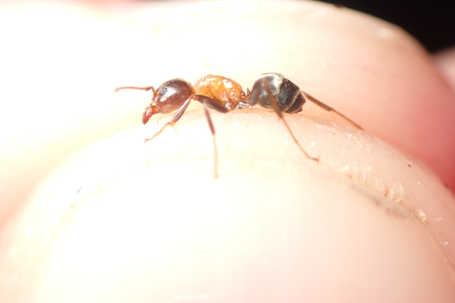 Liometopum microcephalum - tölgyfahangya