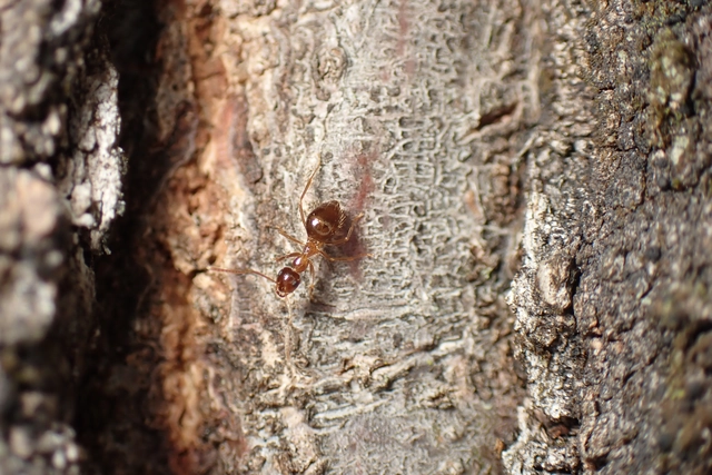Prenolepis nitens - ragyogóhangya