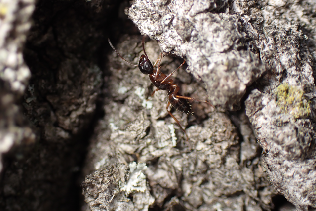 Camponotus fallax - ligeti lóhangya