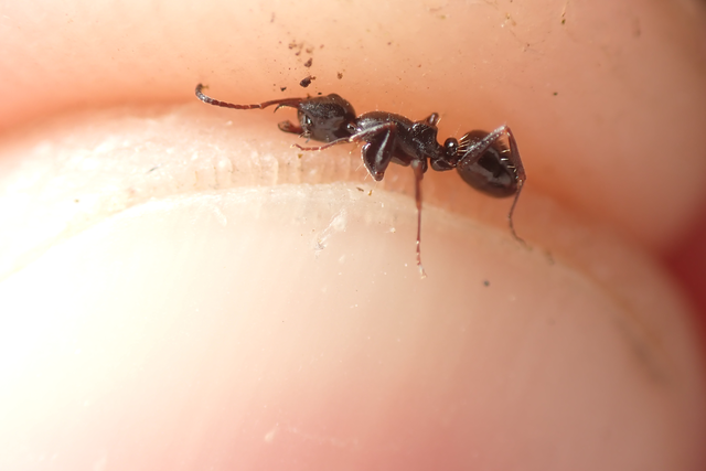 Camponotus piceus - szurkos lóhangya