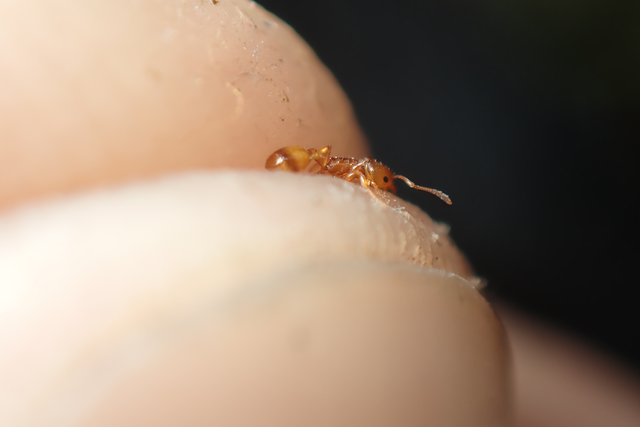 Temnothorax unifasciatus - gyűrűs kéreghangya