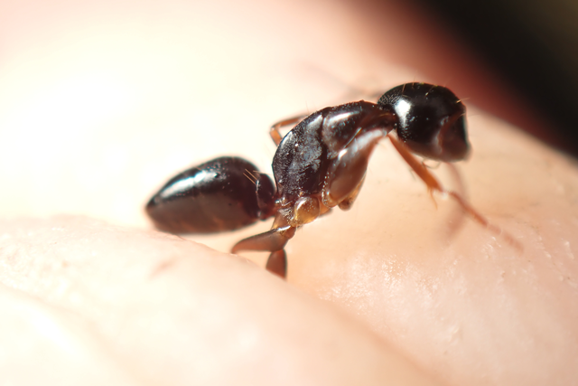 Camponotus fallax - ligeti lóhangya