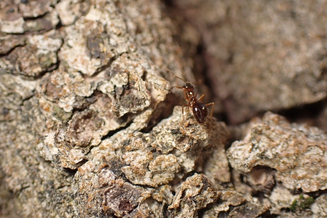 Prenolepis nitens - ragyogóhangya