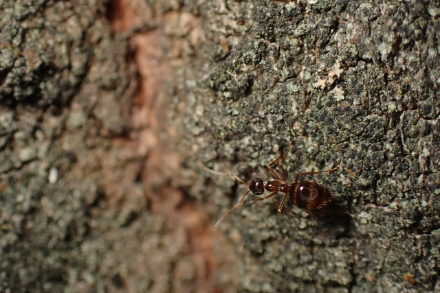 Prenolepis nitens - ragyogóhangya