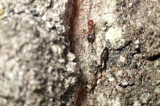 Crematogaster schmidti - vörös szívhangya