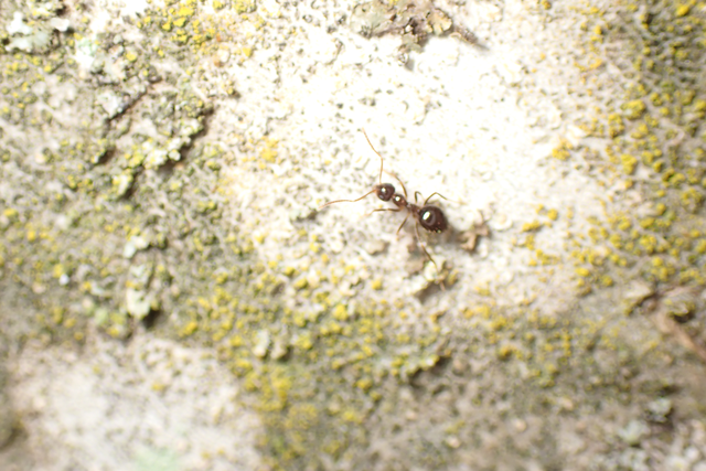 Prenolepis nitens - ragyogóhangya