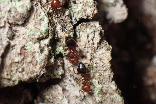 Crematogaster schmidti - vörös szívhangya