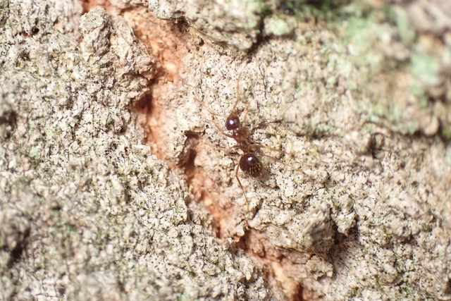 Prenolepis nitens - ragyogóhangya