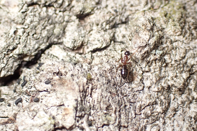 Colobopsis truncata - kapushangya