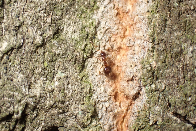 Prenolepis nitens - ragyogóhangya