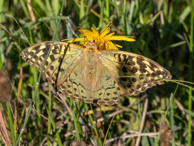 Argynnis pandora - zöldes gyöngyházlepke