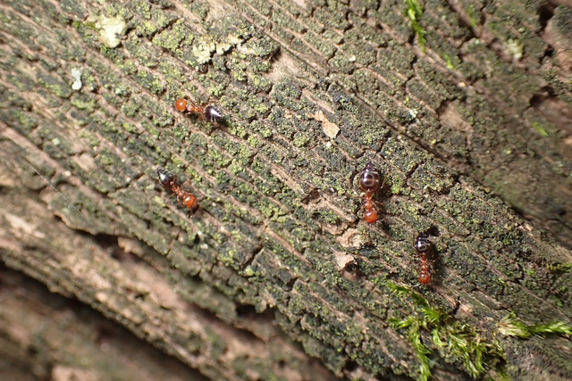 Crematogaster schmidti - vörös szívhangya